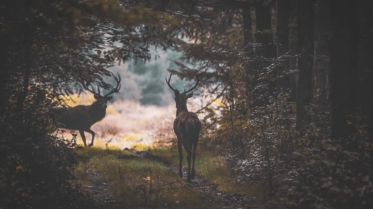 Safari photographique dans les Vosges avec un naturaliste : l'expérience nature haut de gamme